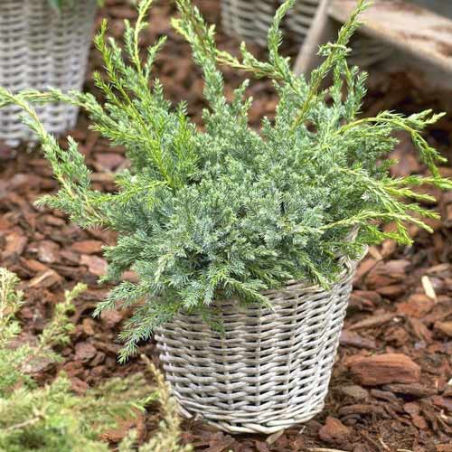 Kadiķis Blue Carpet, C2 interface.image 1 interface.art 7743