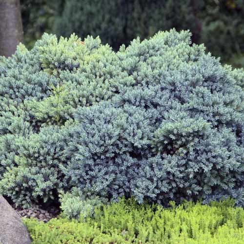 Kadiķis Blue Star, C2 interface.image 1 interface.art 7744