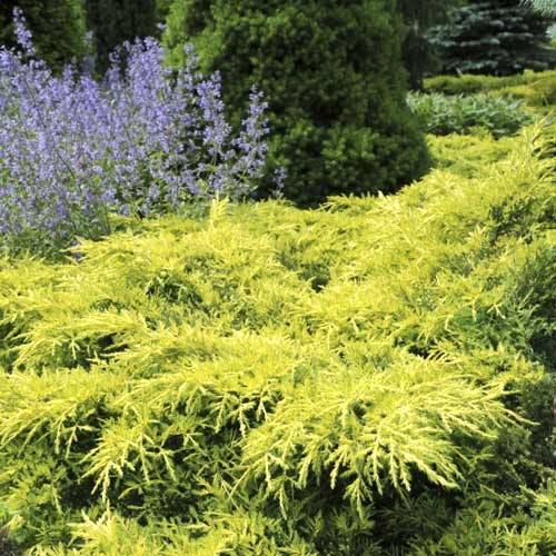 Kadiķis Gold Star, C2 interface.image 1 interface.art 7740