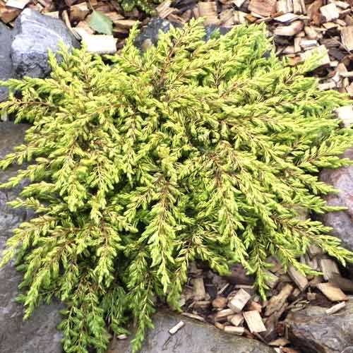 Kadiķis Goldschatz, С3 interface.image 1 interface.art 7736