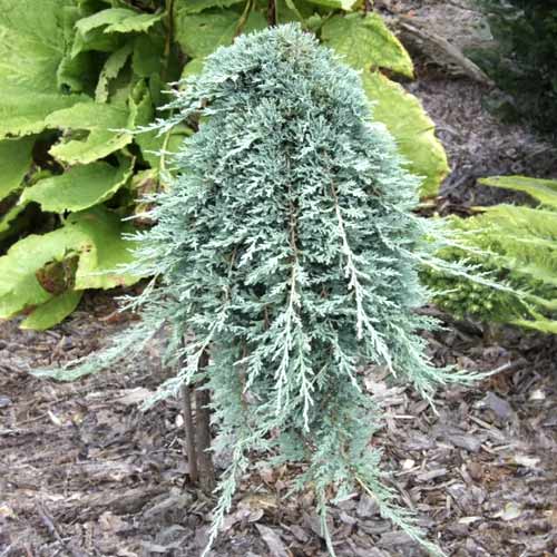 Kadiķis Icee Blue ®, C5 interface.image 1 interface.art 8247