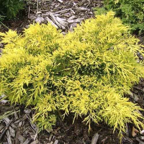 Kadiķis King of Spring, С3 interface.image 1 interface.art 7742