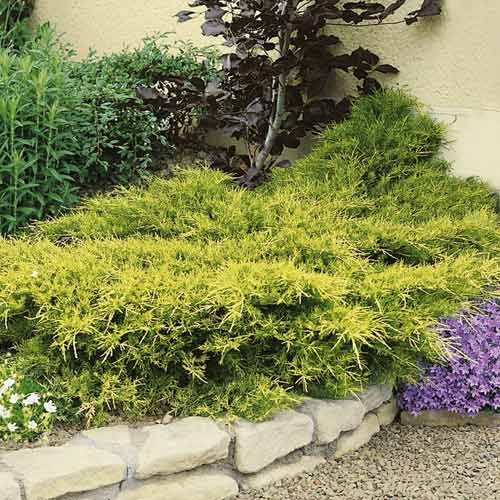 Kadiķis Kuriwao Gold, С3 interface.image 1 interface.art 7734