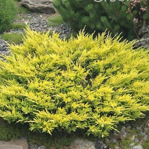 Kadiķis Limeglova interface.image 1 interface.art 9458