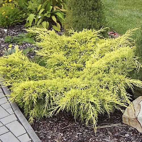 Kadiķis Old Gold, С3 interface.image 1 interface.art 7741