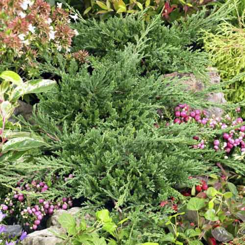 Kadiķis Prince of Wales, С3 interface.image 1 interface.art 7738