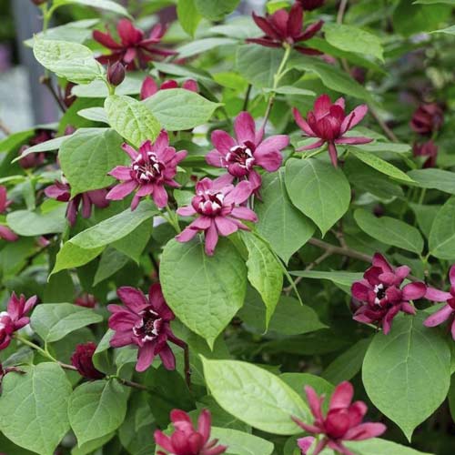 Kalikanti Aphrodite PBR, С3 interface.image 1 interface.art 8518