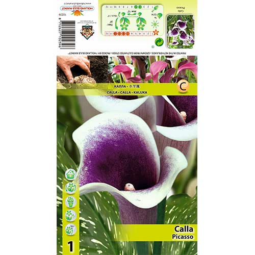 Kalla Picasso interface.image 1 interface.art 70362