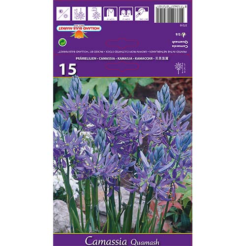 Kamsijas Quamash interface.image 1 interface.art 67610