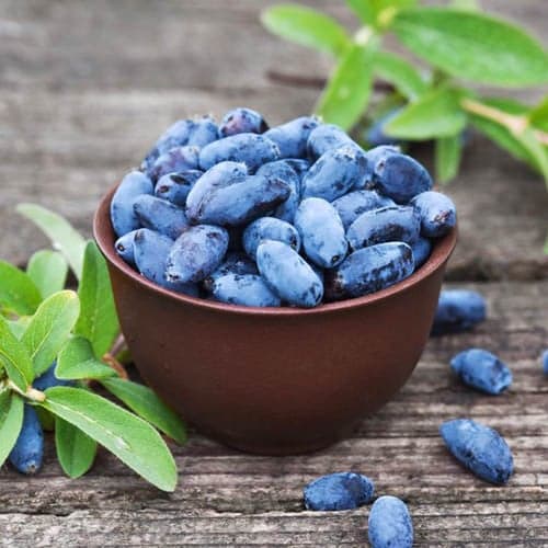 Kamčatkas sausserdis Aurora, P9 interface.image 1 interface.art 1584