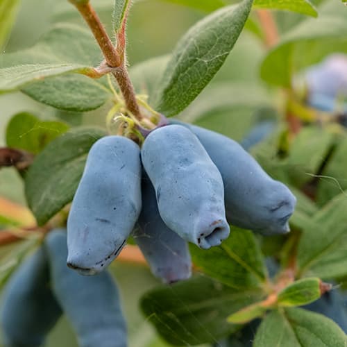 Kamčatkas sausserdis Duet, P9 interface.image 1 interface.art 9227