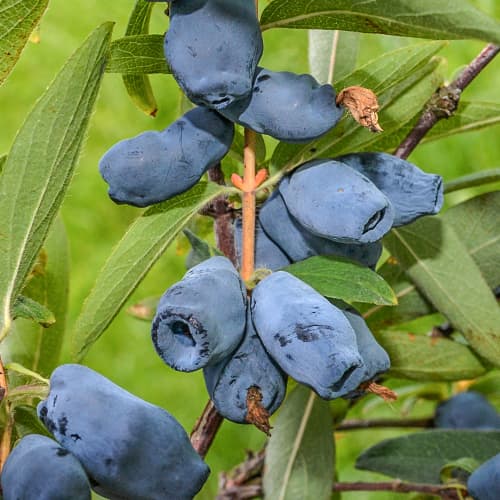 Kamčatkas sausserdis Honeybee, P9 interface.image 1 interface.art 1586