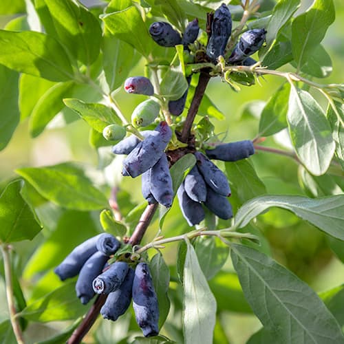 Kamčatkas sausserdis Morena interface.image 1 interface.art 9308