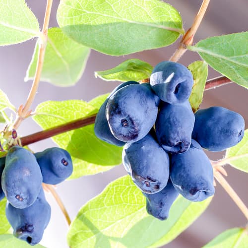 Kamčatkas sausserdis Sinogłaska, P9 interface.image 1 interface.art 9228