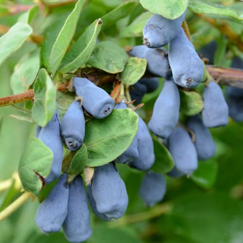 Kamčatkas sausserdis Wojtek, P9 interface.image 1 interface.art 9328