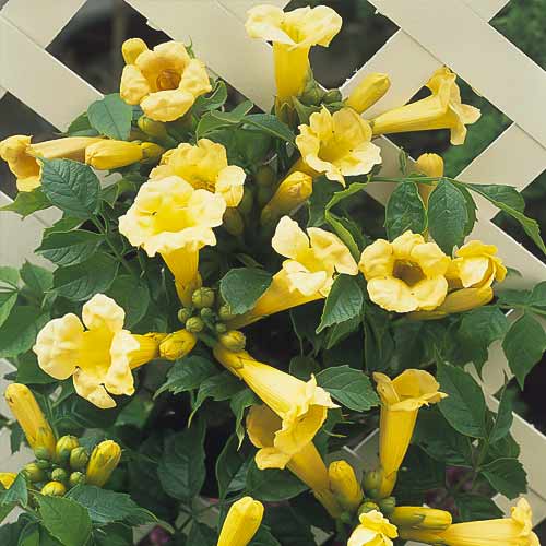 Kampsis Campsis Flava, С2 interface.image 1 interface.art 8210