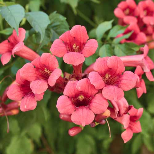 Kampsis Campsis Gabor, С2 interface.image 1 interface.art 8211