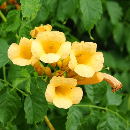 Kampsis Campsis radicans Judy interface.image 1 interface.art 9153