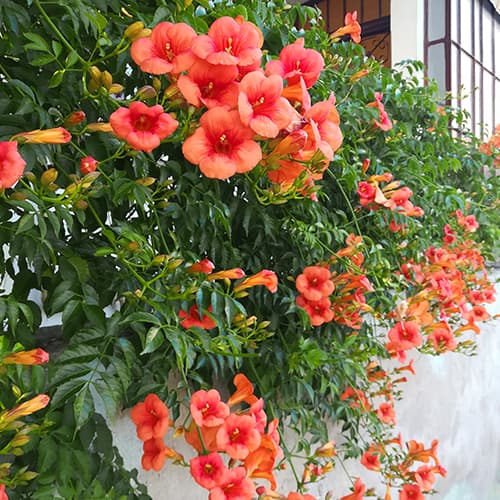 Kampsis Campsis radicans, P9 interface.image 1 interface.art 9181