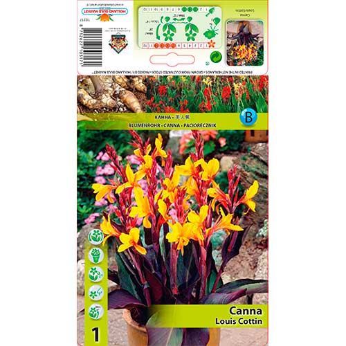 Kanna Louis Cottin interface.image 1 interface.art 76196