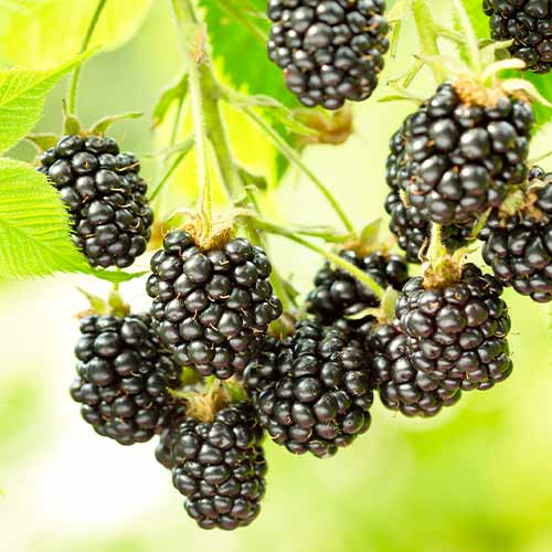 Kazene Black Satin, Р9 interface.image 1 interface.art 7692