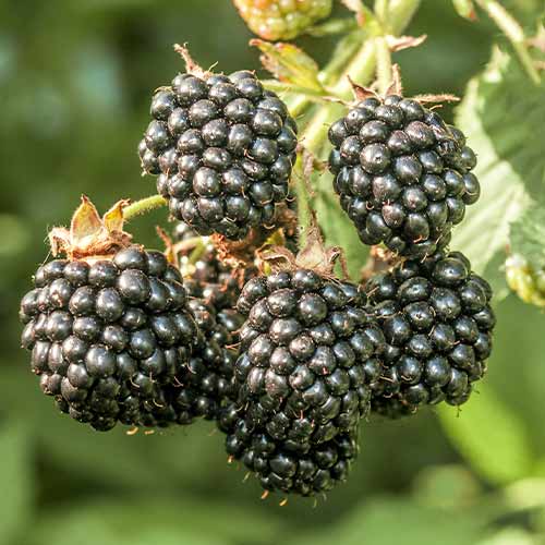 Kazene Chester interface.image 1 interface.art 7612