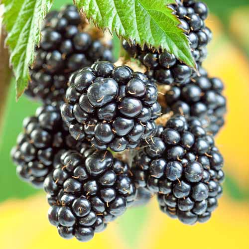 Kazene Gigant, Р9 interface.image 1 interface.art 7506