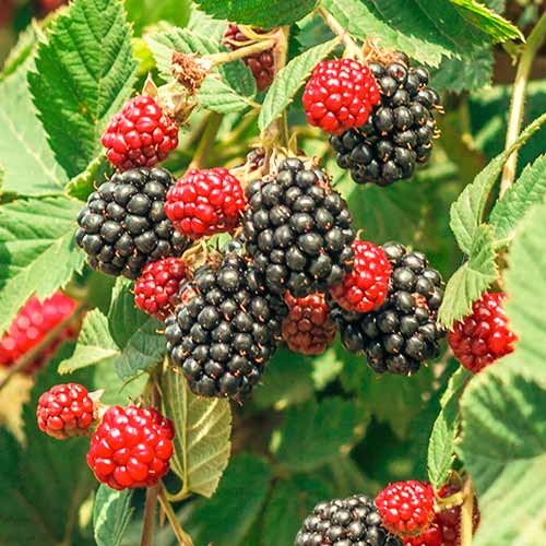 Kazene Loch Ness, Р9 interface.image 1 interface.art 7651