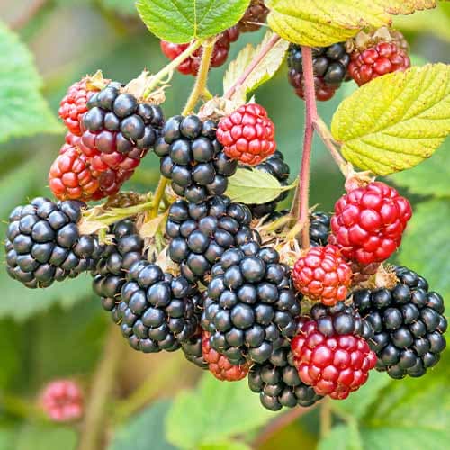 Kazene Navaho interface.image 1 interface.art 7504