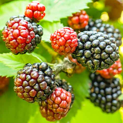 Kazene Tricolor interface.image 1 interface.art 5835