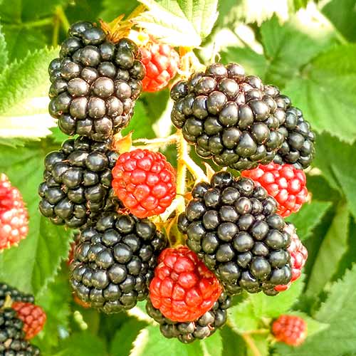 Kazene Triple Crown interface.image 1 interface.art 8020