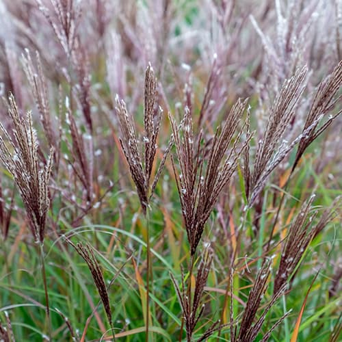 Ķīnas miskante Ferner Osten interface.image 1 interface.art 4083