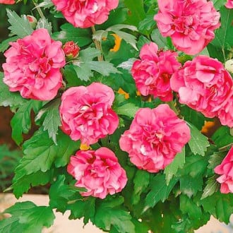 Ķīnas roze Hibiscus Duc de Brabant, P9 interface.image 1 interface.art 9021