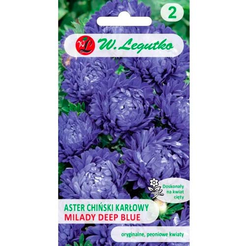 Ķīniešu adatu asteres Milady Deep Blue Legutko interface.image 1 interface.art 69557