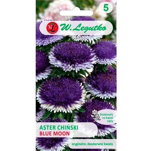 Ķīniešu asteres Liliput Blue Moon Legutko interface.image 1 interface.art 69561