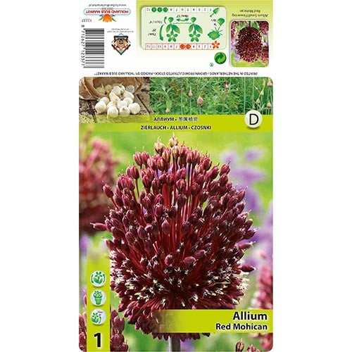 Ķiploki (Allium) Red Mohican interface.image 1 interface.art 68122