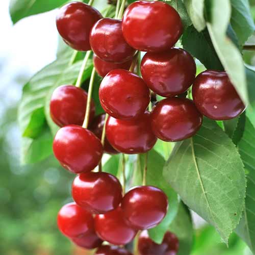 Ķirsis (columnar) Achat interface.image 1 interface.art 2024