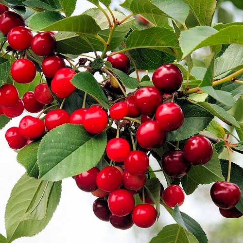 Ķirsis Florinas, С2 interface.image 1 interface.art 1627