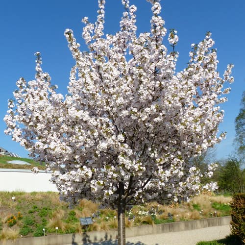 Ķirsis sīkzobainais Sunset Boulevard interface.image 1 interface.art 2043