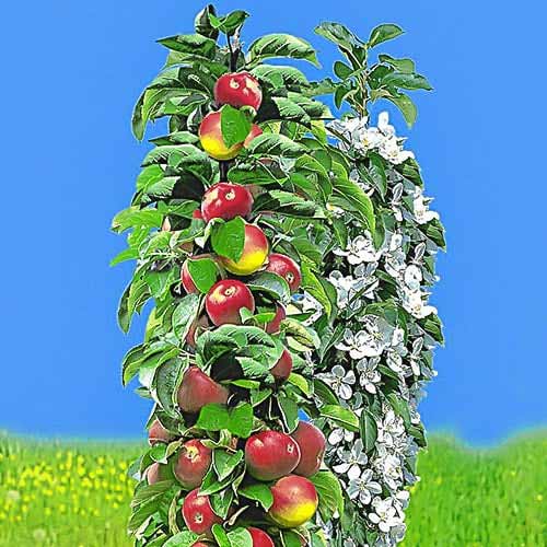 Kolonveida ābele, agrīna, С2 interface.image 1 interface.art 1932