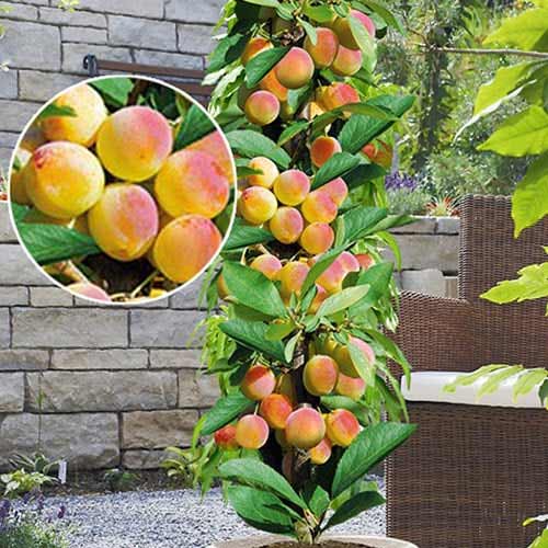 Kolonveida aprikoze Prince Mart, С2 interface.image 1 interface.art 1901