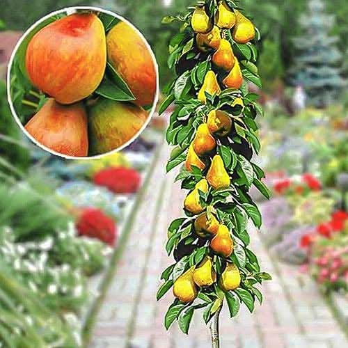 Kolonveida bumbiere, agrīna interface.image 1 interface.art 1904