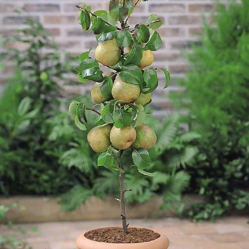 Kolonveida bumbiere Condo interface.image 1 interface.art 1969