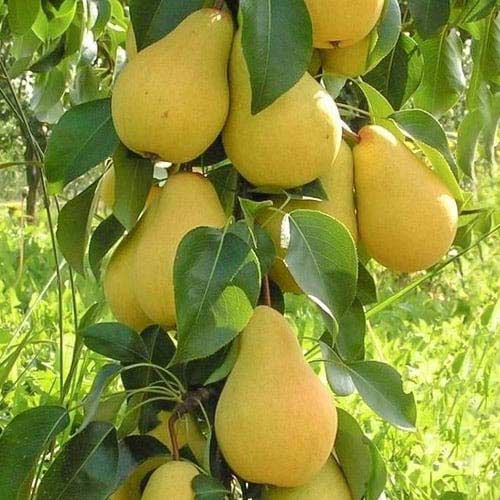 Kolonveida bumbiere Decora, С2 interface.image 1 interface.art 1905