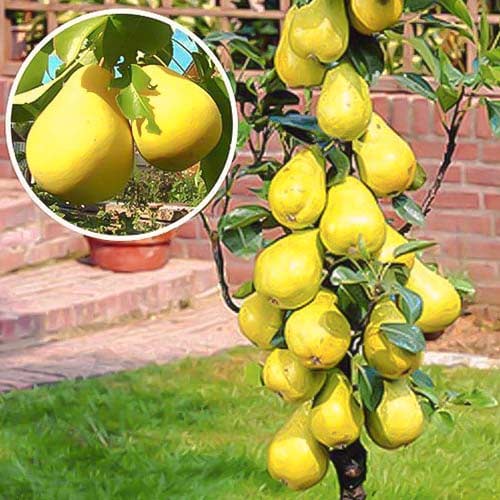 Kolonveida bumbiere Saphira, С2 interface.image 1 interface.art 1941