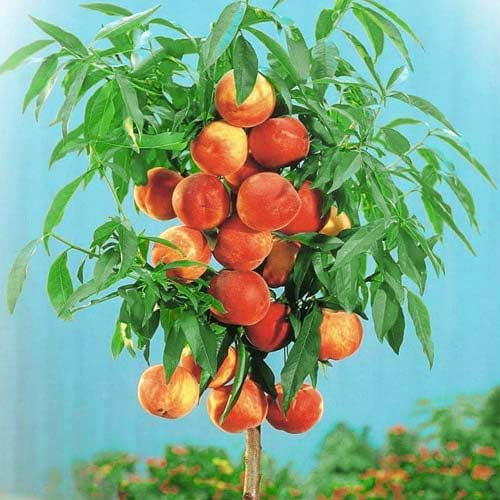 Kolonveida persiks Aida, С2 interface.image 1 interface.art 1944