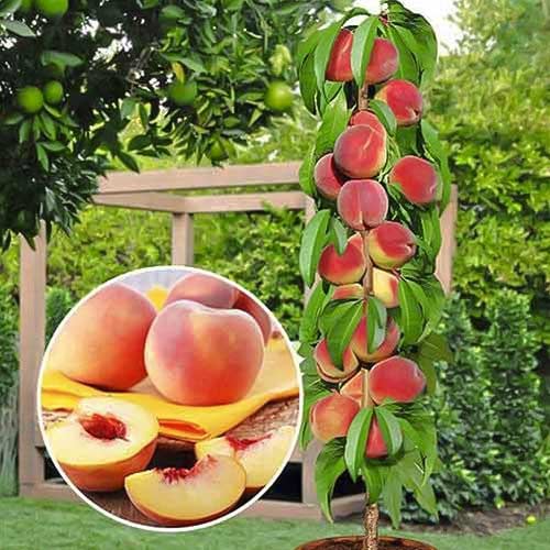 Kolonveida persiks Honey, С2 interface.image 1 interface.art 1913