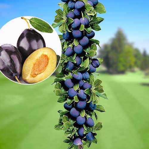 Kolonveida plūme Imperial, С2 interface.image 1 interface.art 1917