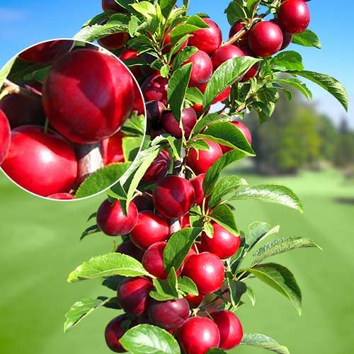 Kolonveida plūme Rubin, С2 interface.image 1 interface.art 1919