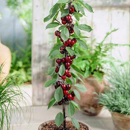 Kolonveida saldais ķirsis Black interface.image 1 interface.art 1946